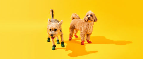 Köpek Ayakkabıları