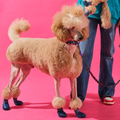 Bunico Boots / Lacivert