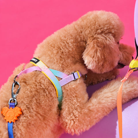 Pastel köpek göğüs tasmasını takan kıvırcık tüylü köpek, pembe stüdyoda uzanırken