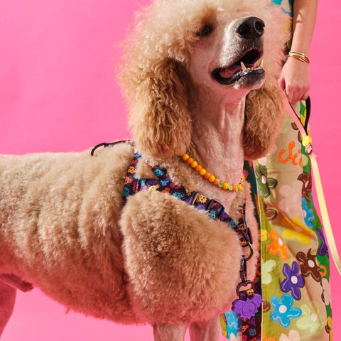 Bunico Smiley / Köpek Göğüs Tasması