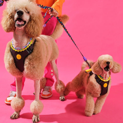 Reflektörlü Köpek Göğüs Tasması -Siyah