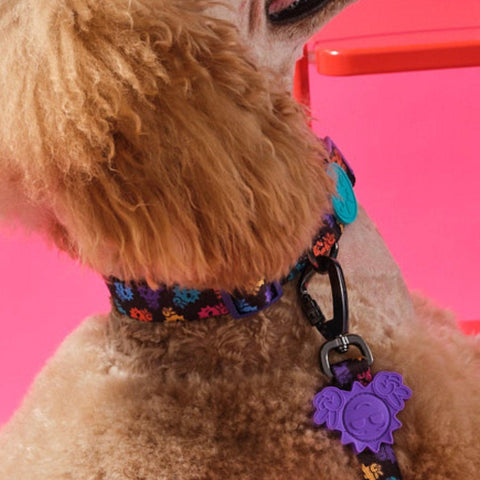 Köpek Boyun Tasması - Smiley
