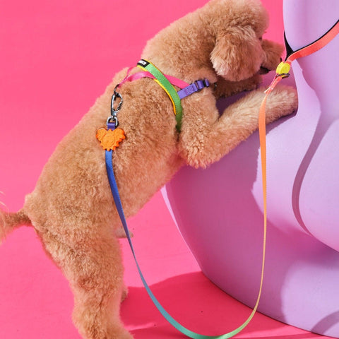 Gradient / Köpek Gezdirme Tasması