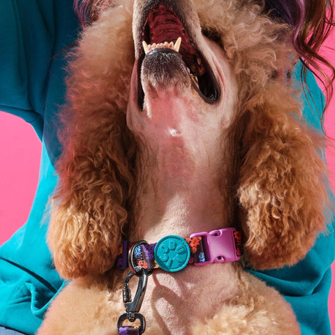 Köpek Boyun Tasması - Smiley
