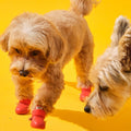 Bunico Boots kırmızı köpek ayakkabısı giymiş iki tüylü köpek sarı zeminde yürüyor