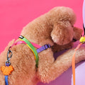 Rainbow köpek göğüs tasması üstten, yeşil pembe mor şeritli tasmayı takan kıvırcık tüylü köpek