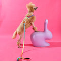 Gradient köpek gezdirme tasması, pembe stüdyoda lila tavşan figürüne tırmanan kıvırcık tüylü köpekte