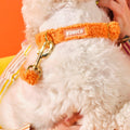 Teddy Tasma Seti turuncu, beyaz kıvırcık tüylü köpeğin boynunda peluş tasma ve altın renkli kanca yakın çekim