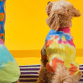 Tie-dye Köpek Kazağı, sarı mavi turuncu kazak giymiş kıvırcık tüylü köpek arkadan çizgili halıda