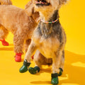 Bunico Boots yeşil köpek ayakkabısı giymiş küçük tüylü köpek sarı zeminde, arkada kırmızı ayakkabılı köpek