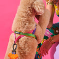 Rainbow köpek göğüs tasmasını takan kıvırcık tüylü köpek, yeşil pembe mor şeritler ve turuncu figürlü karabina