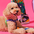 Rainbow köpek göğüs tasmasını takan kıvırcık tüylü köpek, pembe zeminde uzanırken mor ve yeşil şerit detayı