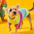 Tie-dye Köpek Kazağı, yeşil pembe mavi geçişli örgü kazak giymiş dik kulaklı küçük köpek sarı fonda