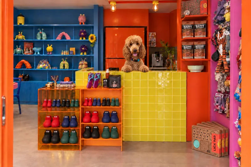 Bunico mağazasında sarı tezgâhın üzerinden bakan kıvırcık köpek; önde renkli köpek ayakkabıları
