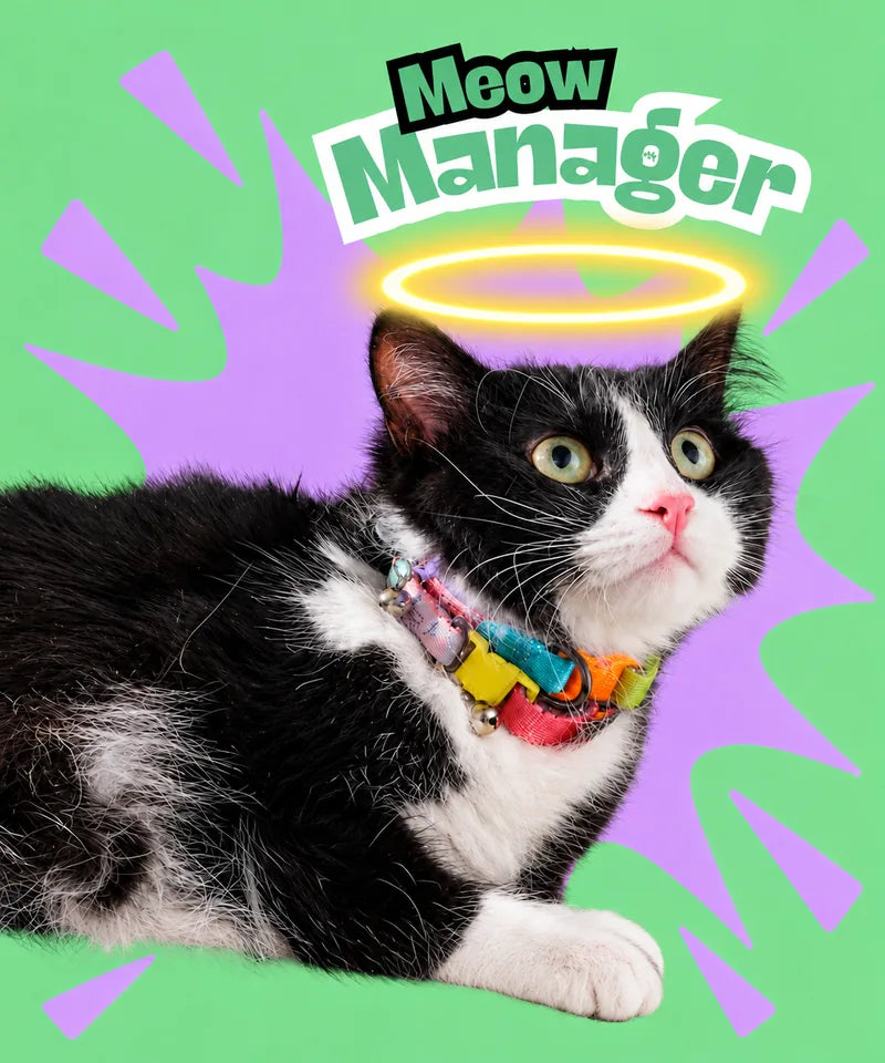 BEDRİYE – Meowing Manager