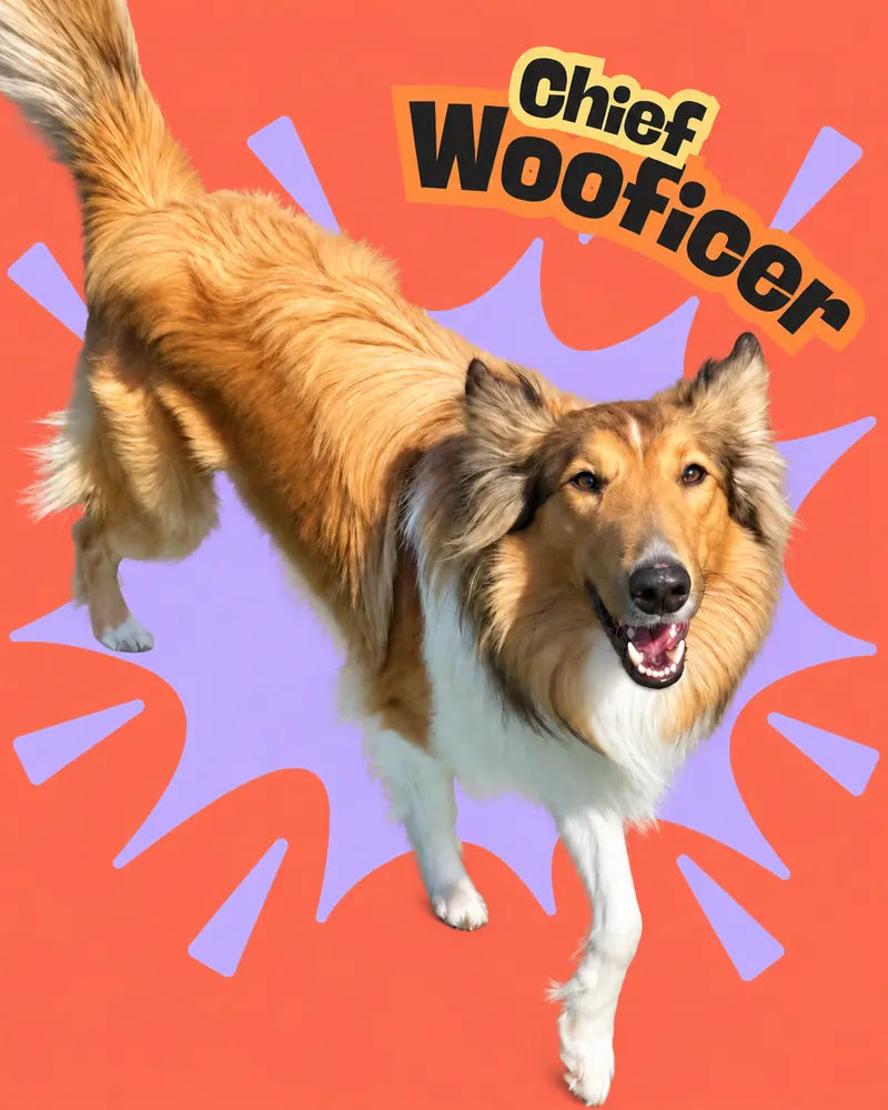 BONNIE – Chief Wooficer