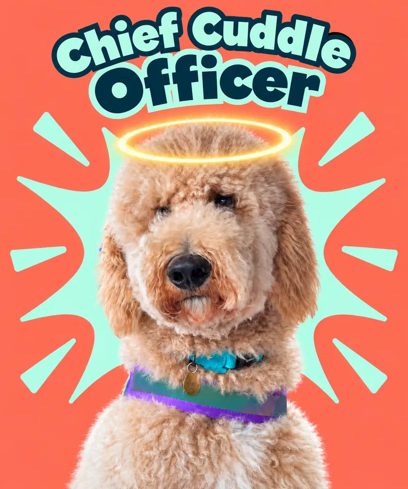 PATATES – Chief Cuddle Officer